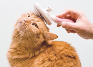 Як почистити вуха собаці та стригти кігті кішці – думка експертів — 2025)