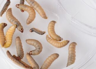 Голодні черв’яки можуть допомогти вирішити проблему забруднення Пластиком